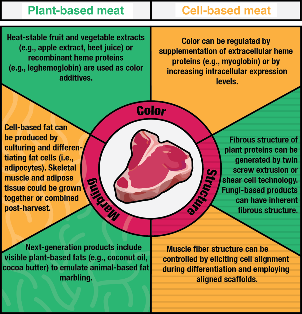 Comparison of plant-based and cell-cultured meat